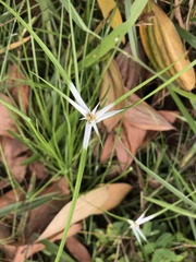 Rhynchospora nervosa