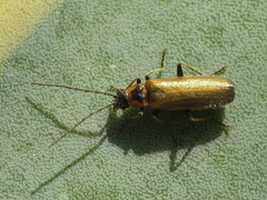 Rhagonycha gilvipennis