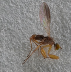 Chelipoda fuscoptera