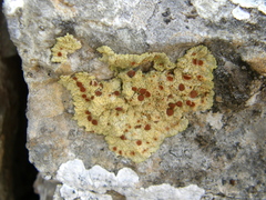 Gyalolechia fulgens