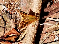 Metisella