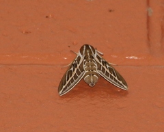 Hyles livornicoides