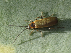 Rhagonycha gilvipennis