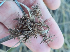 Cyperus sordidus
