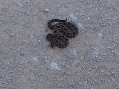 Sistrurus miliarius streckeri