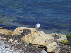 Larus michahellis