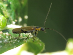 Rhagonycha gilvipennis