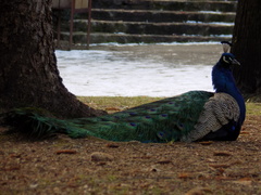 Pavo cristatus