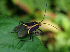 Hypselonotus linea