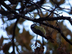 Cyanistes caeruleus