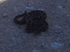 Sistrurus miliarius streckeri