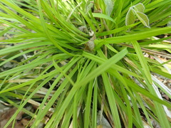 Carex backii