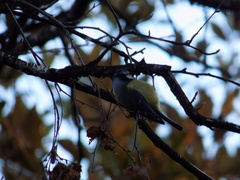 Cyanistes caeruleus