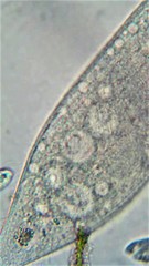 Amphileptus pleurosigma