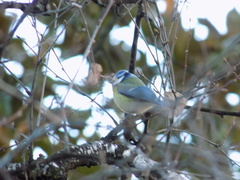 Cyanistes caeruleus