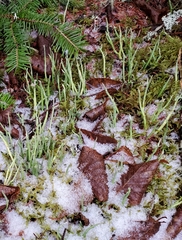 Cladonia maxima image