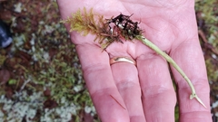 Cladonia maxima image