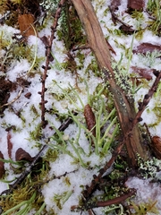 Cladonia maxima image