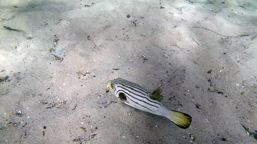 Arothron manilensis