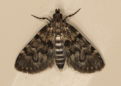 Voliba scoparialis