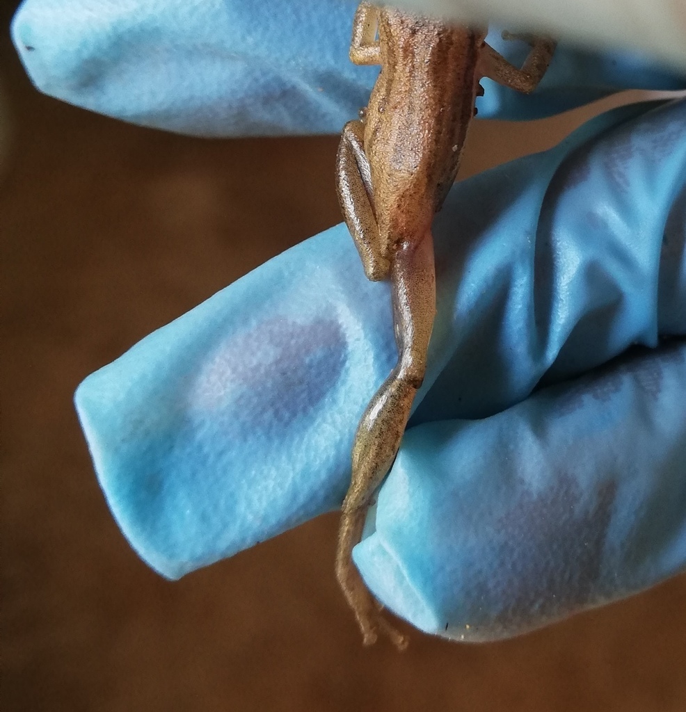 Panama Snouted Tree Frog