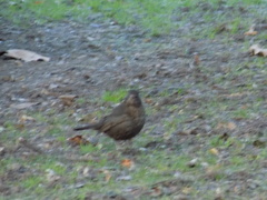 Turdus merula