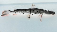 Pseudoplatystoma punctifer