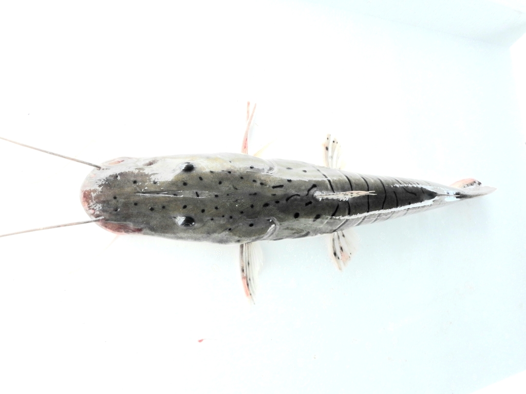 Spotted Tiger Shovelnose Catfish