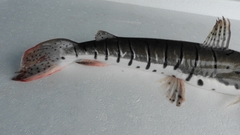 Pseudoplatystoma punctifer