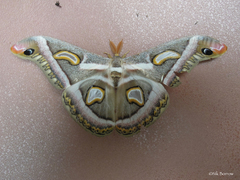 Epiphora rectifascia