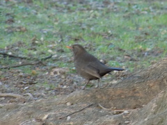 Turdus merula