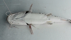 Pseudoplatystoma punctifer