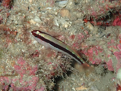 Gobius vittatus