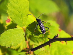 Chlorophorus figuratus
