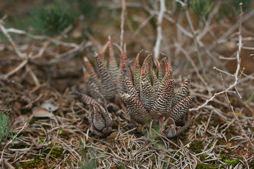 Haworthia attenuata (Haw.) Haw.