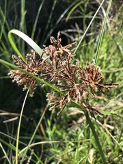 Cyperus longus tenuiflorus