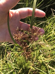 Cyperus longus tenuiflorus
