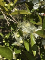 Campomanesia adamantium