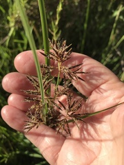 Cyperus longus tenuiflorus