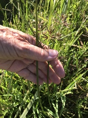 Cyperus longus tenuiflorus