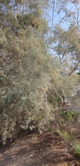 Tamarix nilotica