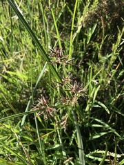 Cyperus longus tenuiflorus