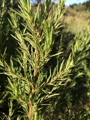 Gramineae