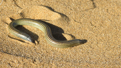 Short Blind Dart Skink photo 3
