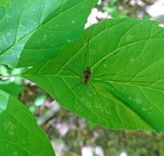 Leiobunum calcar