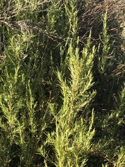 Gramineae
