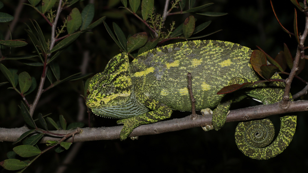 African Chameleon