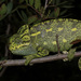 African Chameleon - Photo (c) Otto Bylén Claesson, some rights reserved (CC BY-NC), uploaded by Otto Bylén Claesson