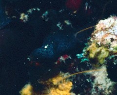 Gymnothorax moringa