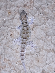 Tarentola annularis